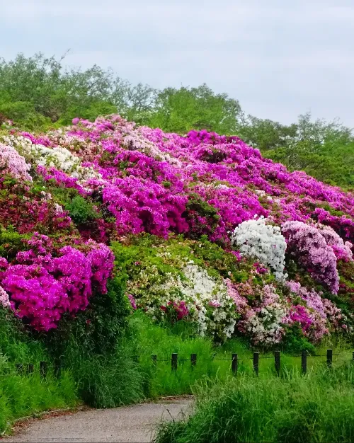 Asakayama Park