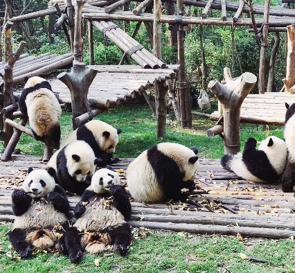 Play - Chengdu Research Base of Giant Panda Breeding