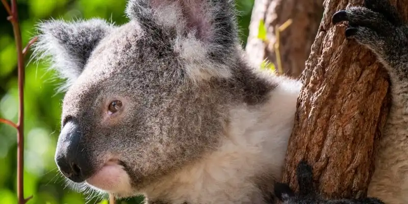 Koala on Tree Trunk Koala on Tree Trunk