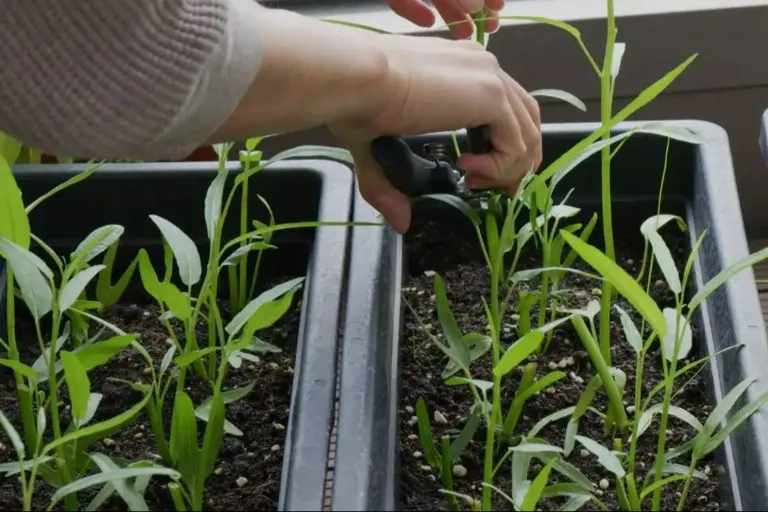 From Garden To Table