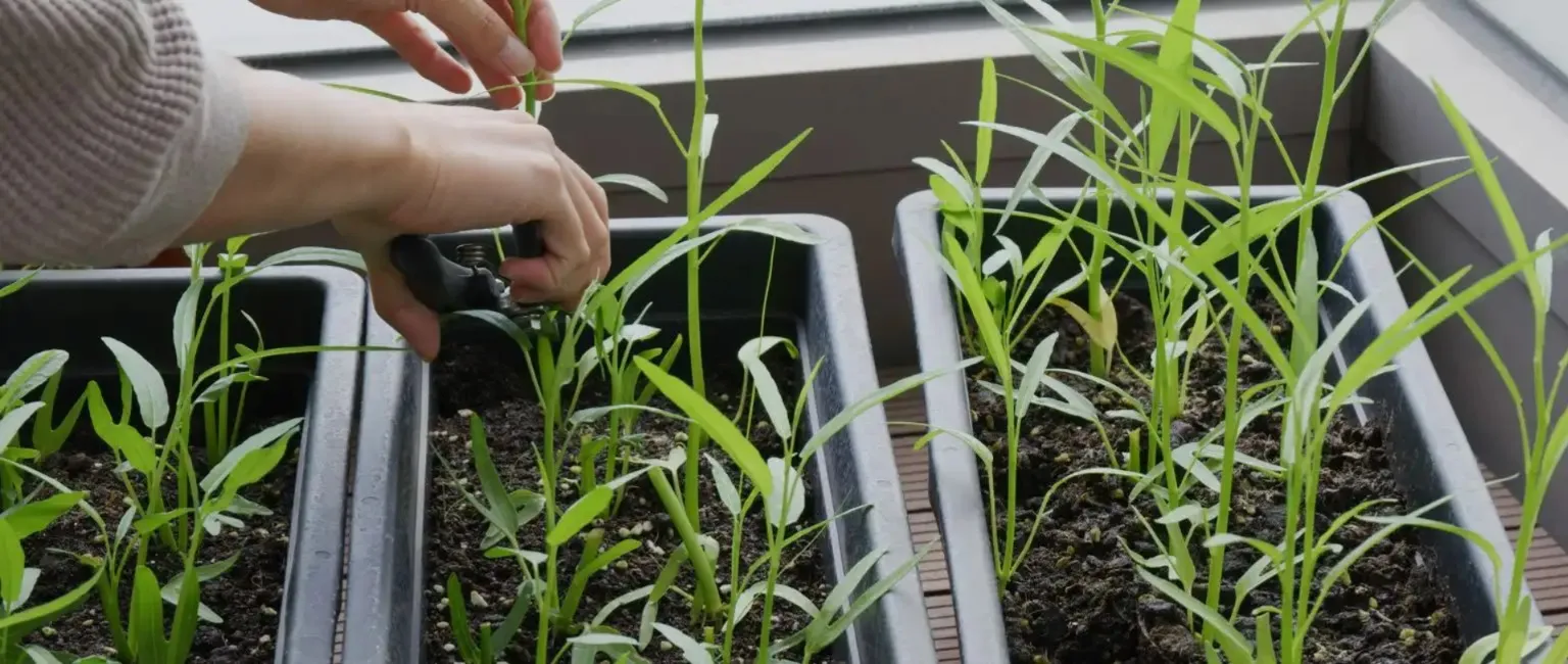 From Garden To Table