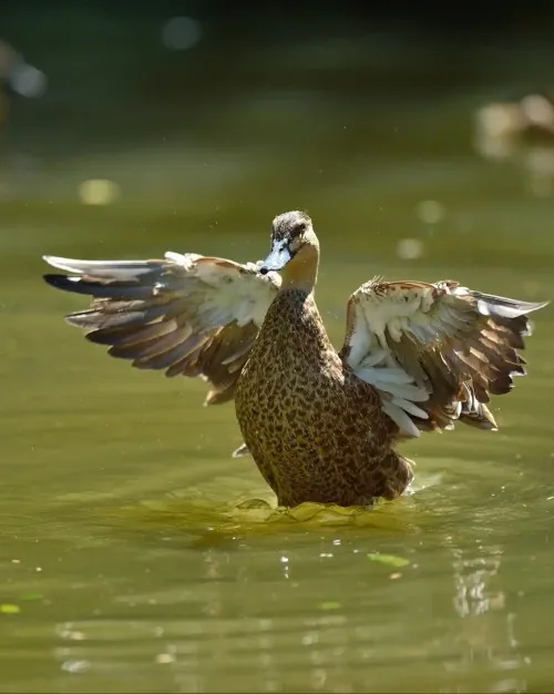 Labuan Bird Park