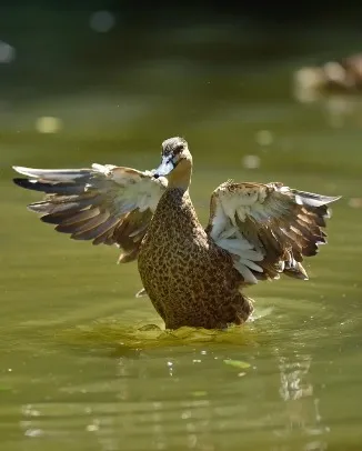 Labuan Bird Park