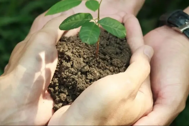 Two people attempting to plant a new seedling.