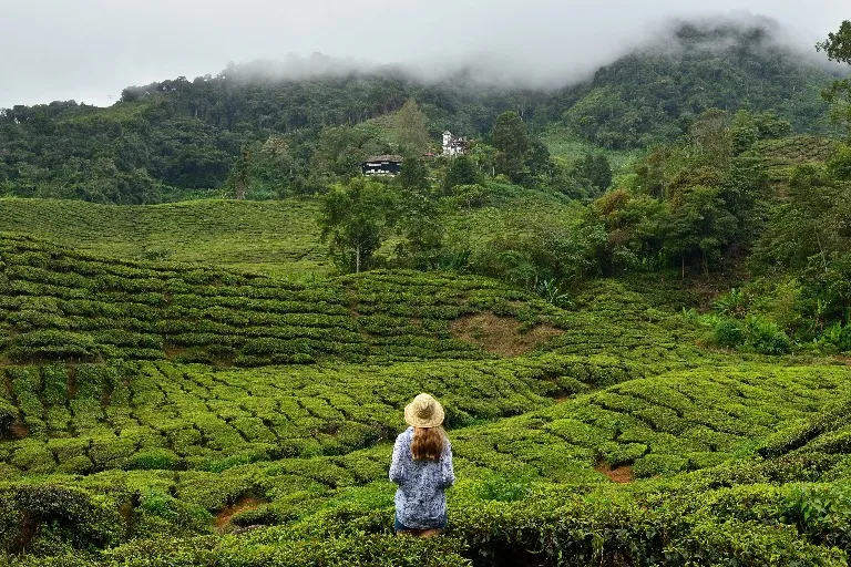 Tourist at Cameron Highlands tea plantation.