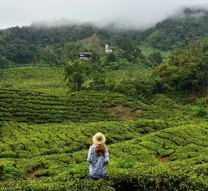 Image of Cameron Highlands 