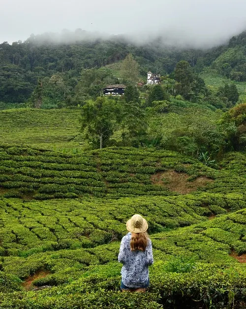 Cameron Highlands 