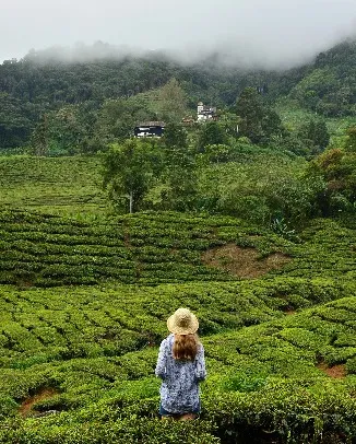 Cameron Highlands 