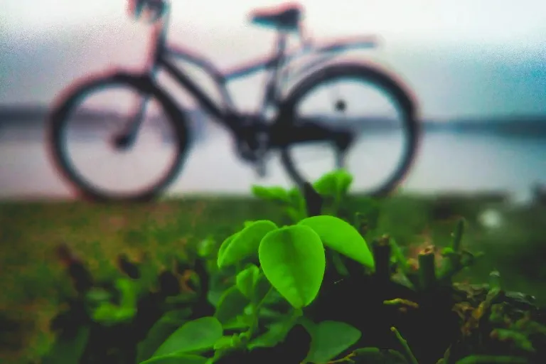 A green plant beside a bicycle.