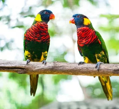 Kuala Lumpur Bird Park 