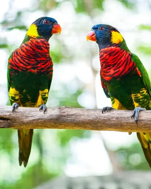 Kuala Lumpur Bird Park 