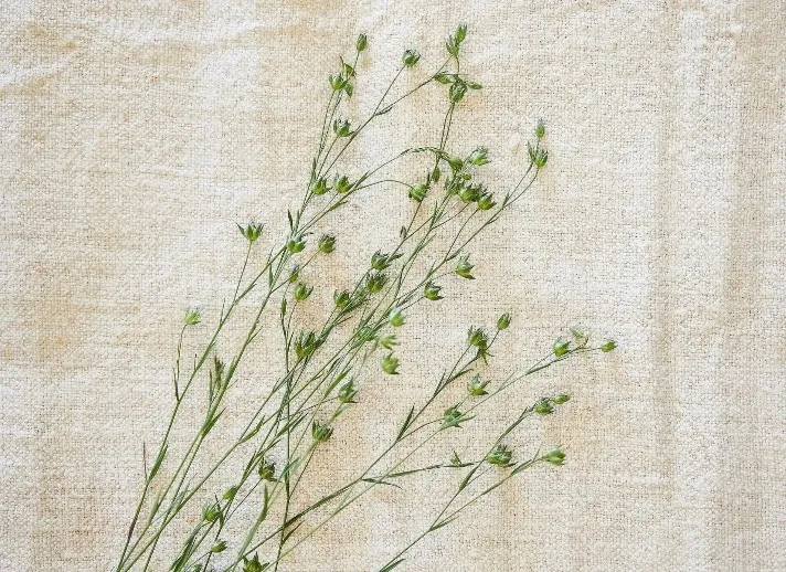 Plant on a White linen cloth.