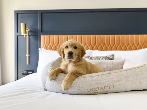 Puppy on Dorsett Melbourne Pet-Friendly Room bed