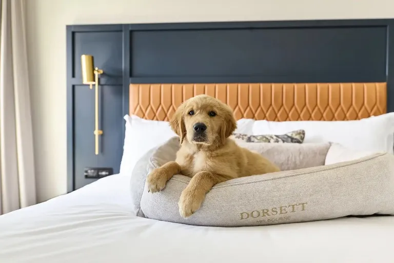 Puppy on Dorsett Melbourne Pet-Friendly Room bed