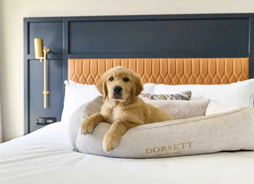 Puppy on Dorsett Melbourne Pet-Friendly Room bed