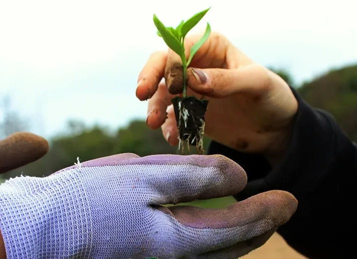 Two people attempting to plant a new seedling.