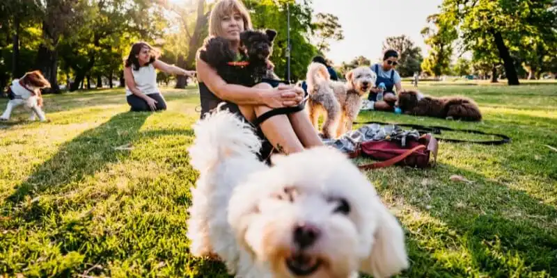 Dogs with their owners in a dog park