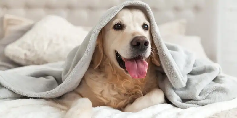 Labrador on a hotel bed with a blanket