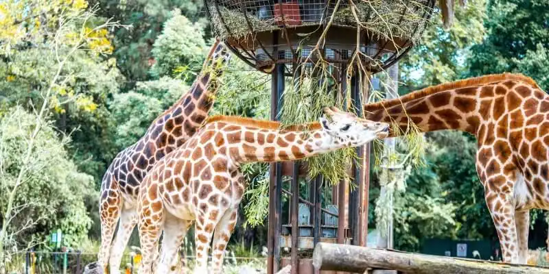 Giraffes at the Melbourne Zoo