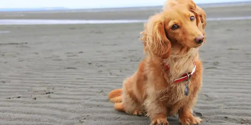 Dog sitting on the sand at a beach