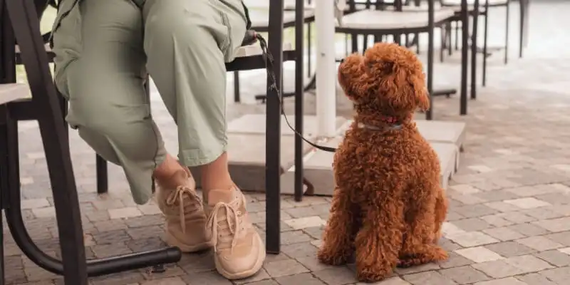 A dog sitting in a dog-friendly cafe with its owner