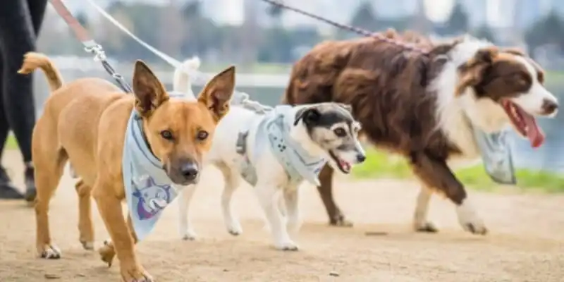 Three dogs being walked at Albert Park