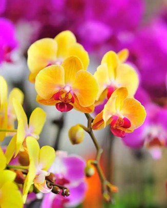 Flower Market