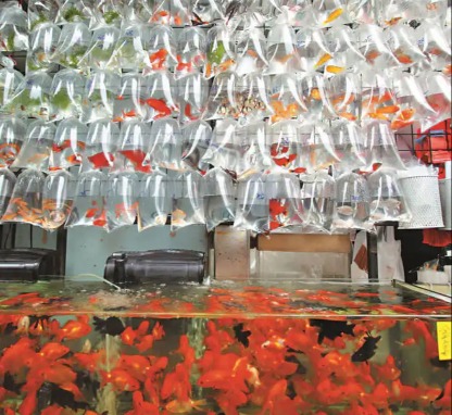 Goldfish Market