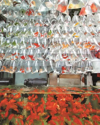 Goldfish Market