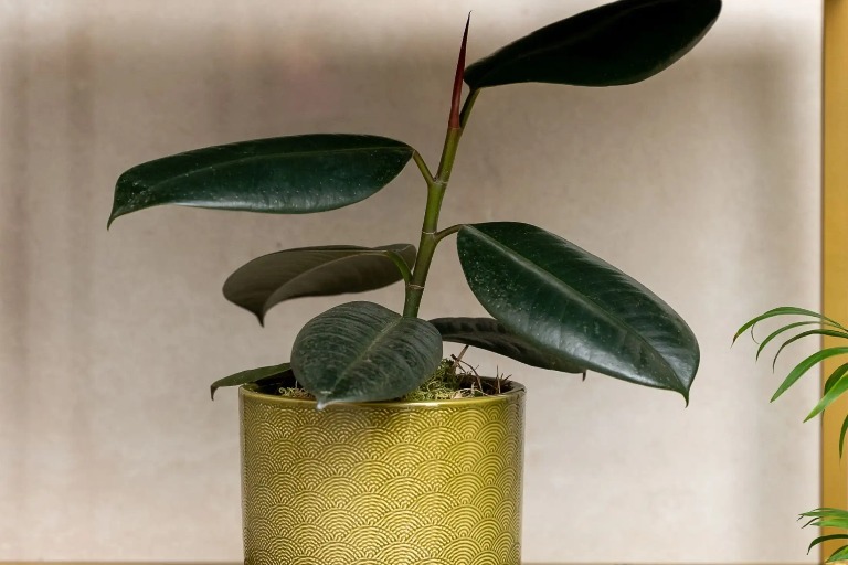 A green plant in a green pot.