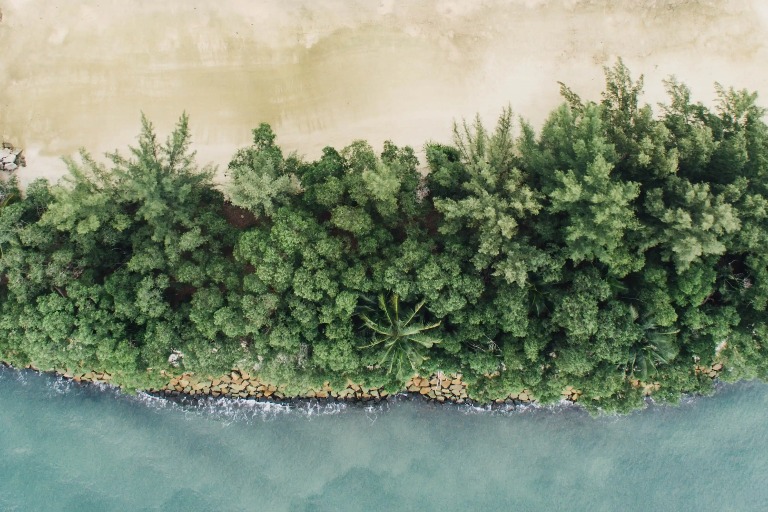 Huge green trees and rocks next to the sea.