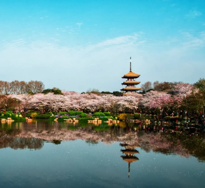 Image of  City of Cherry Blossoms 