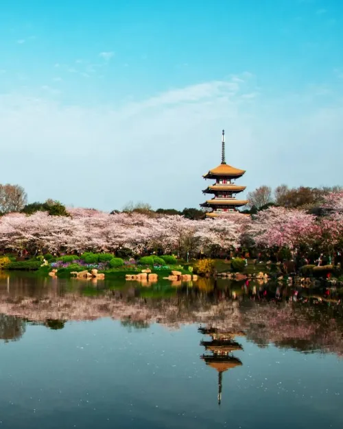 武汉樱花季