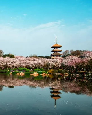  City of Cherry Blossoms 