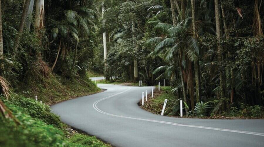 A winding road in the rainforest